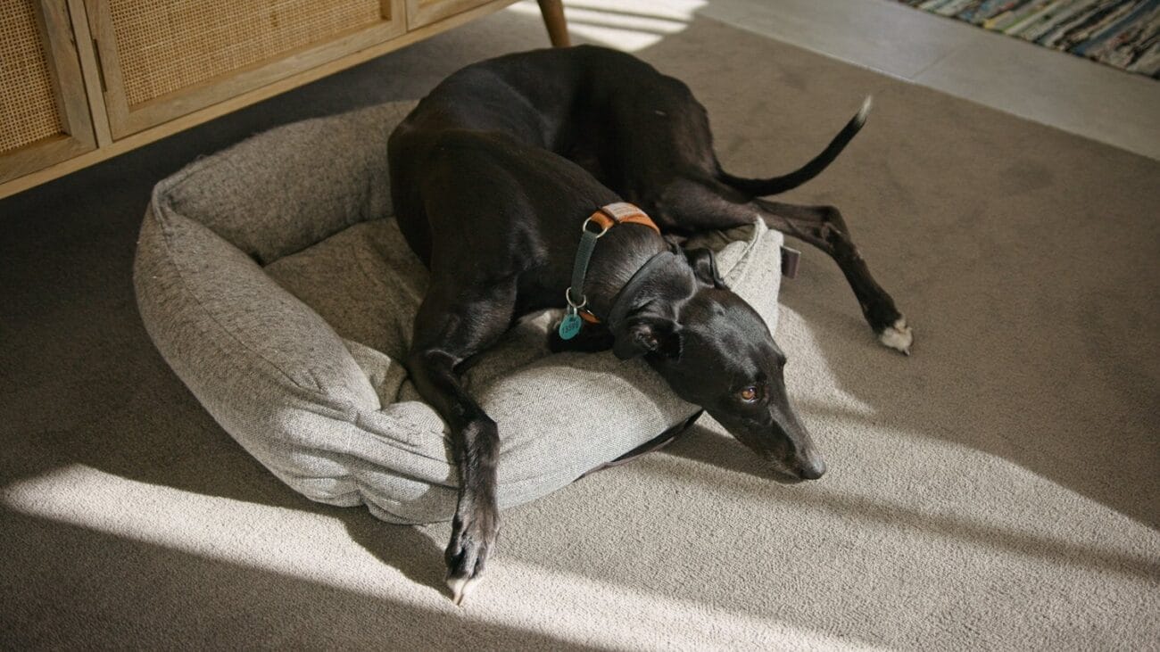 P6K2ALEXA POWERGRADE AND LUTS (9)